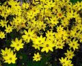 Flowers Skibo gula lw.jpg